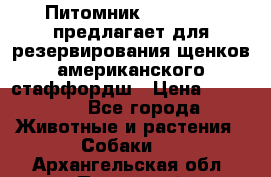 Питомник KURAT GRAD предлагает для резервирования щенков американского стаффордш › Цена ­ 25 000 - Все города Животные и растения » Собаки   . Архангельская обл.,Пинежский 